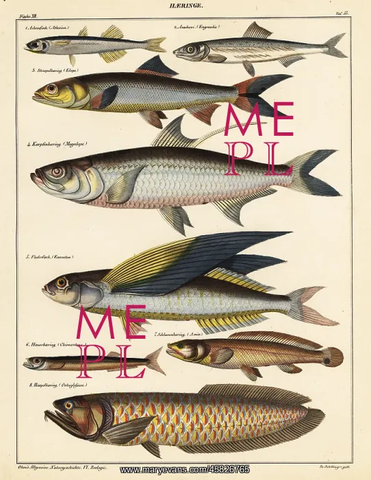 : Varieties of fish : Varieties of fish