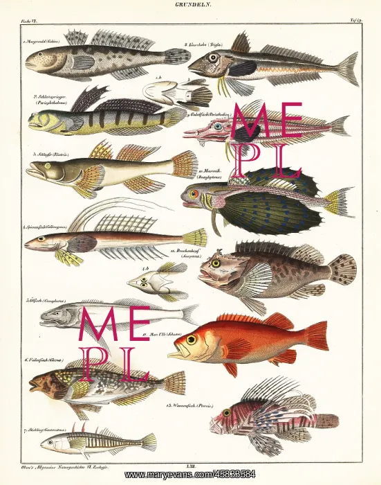 : Varieties of fish : Varieties of fish