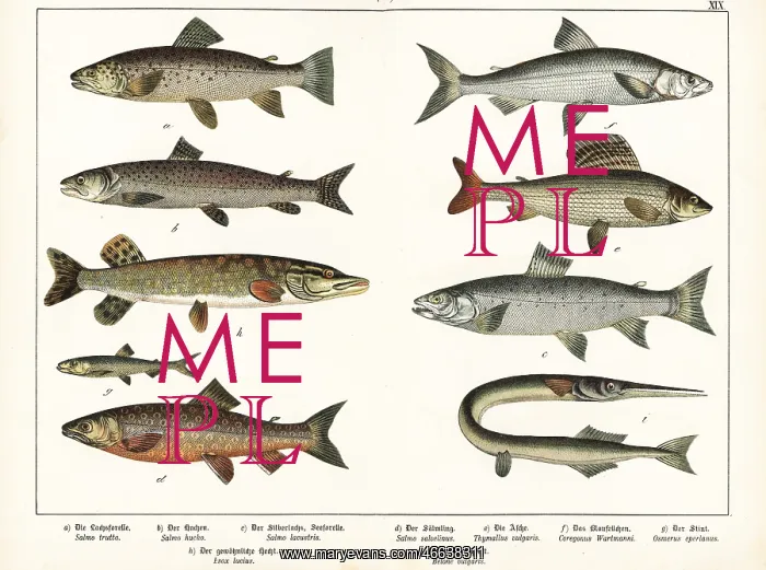  : Varieties of fish