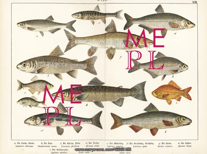 : Varieties of fish : Varieties of fish