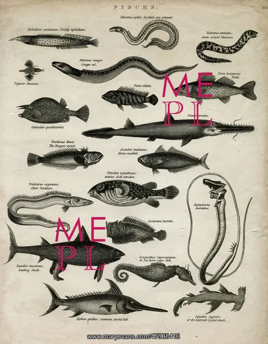 : Varieties of fish : Varieties of fish