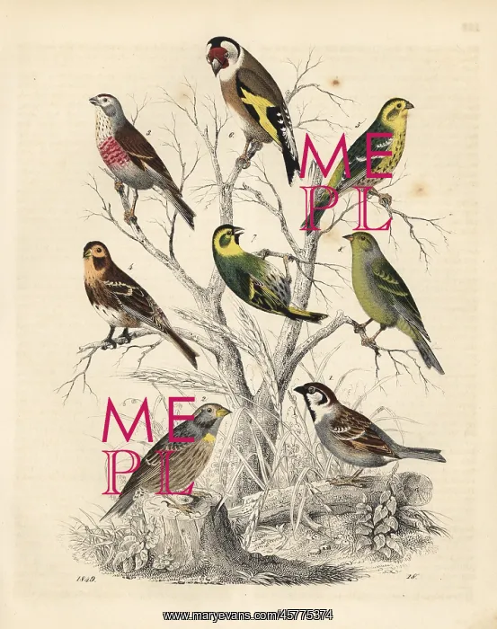 : Varieties of Fringilla : Varieties of Fringilla
