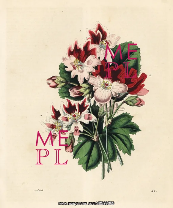 : Varieties of geraniums or pelargoniums : Varieties of geraniums or pelargoniums
