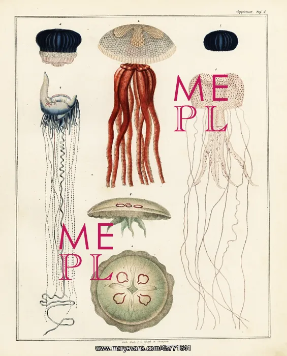 : Varieties of jellyfish : Varieties of jellyfish