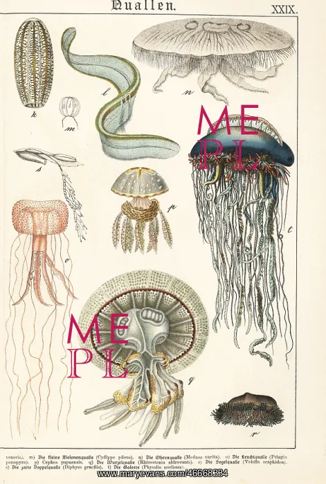 : Varieties of jellyfish : Varieties of jellyfish