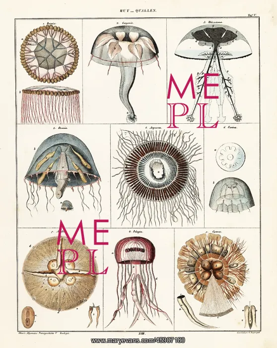 : Varieties of jellyfish and medusae : Varieties of jellyfish and medusae