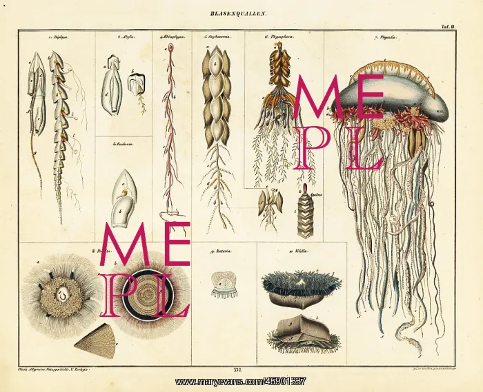 : Varieties of jellyfish, siphonophores and medusae : Varieties of jellyfish, siphonophores and medusae