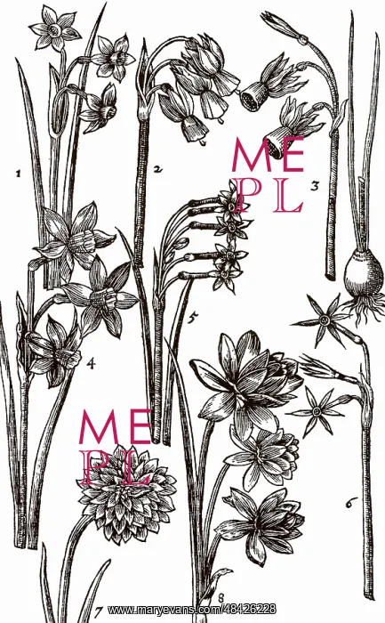  : Varieties of Jonquils, multiflowered members of