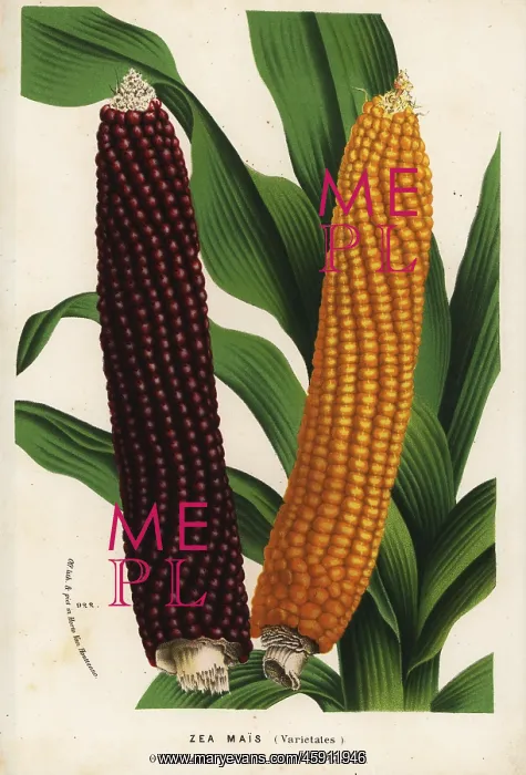 : Varieties of maize or corn, Zea mays (Zea mais) : Varieties of maize or corn, Zea mays (Zea mais)