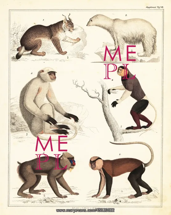 : Varieties of mammals : Varieties of mammals