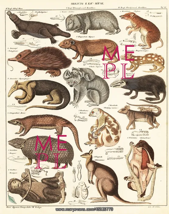 : Varieties of marsupials : Varieties of marsupials
