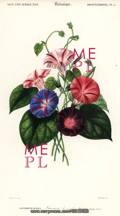 : Varieties of morning glory, Pharbitis hispida : Varieties of morning glory, Pharbitis hispida