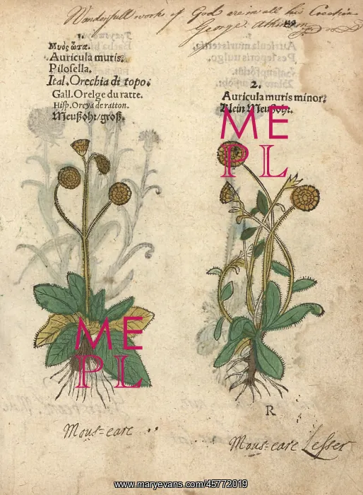 : Varieties of mouse-ear hawkweed, Hieracium pilosella : Varieties of mouse-ear hawkweed, Hieracium pilosella