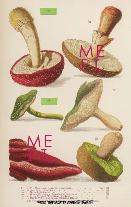 : Varieties of mushrooms : Varieties of mushrooms