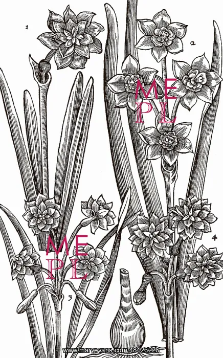 : Varieties of Narcissus or Daffodil. Woodcut from : Varieties of Narcissus or Daffodil. Woodcut from