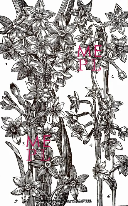 : Varieties of Narcissus or Daffodil. Woodcut from : Varieties of Narcissus or Daffodil. Woodcut from