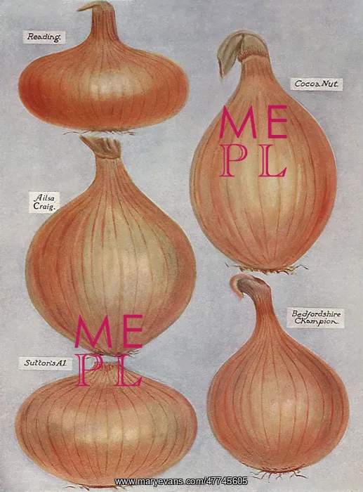  : Varieties of Onions