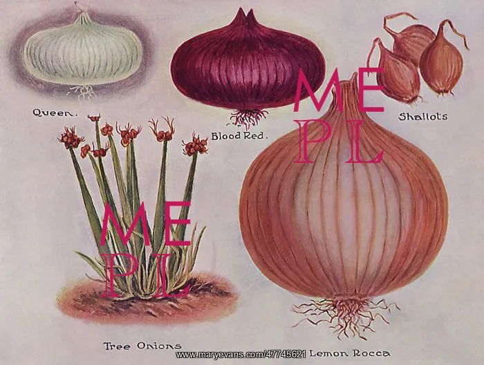  : Varieties of Onions