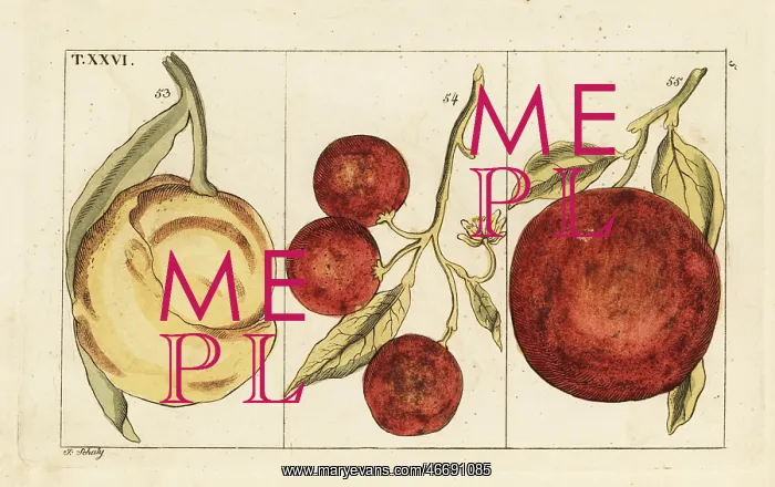 : Varieties of oranges : Varieties of oranges