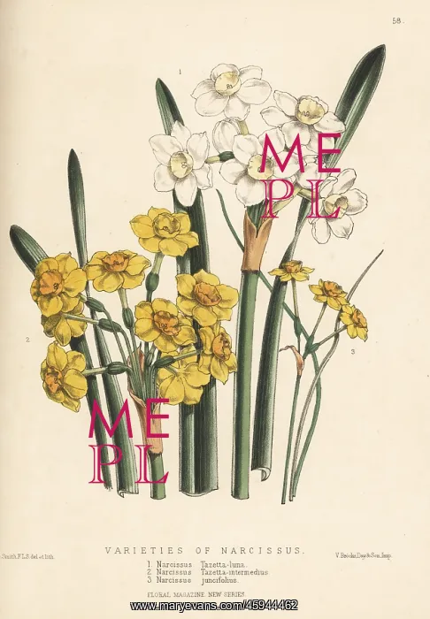 : Varieties of paperwhite and jonquil daffodils : Varieties of paperwhite and jonquil daffodils