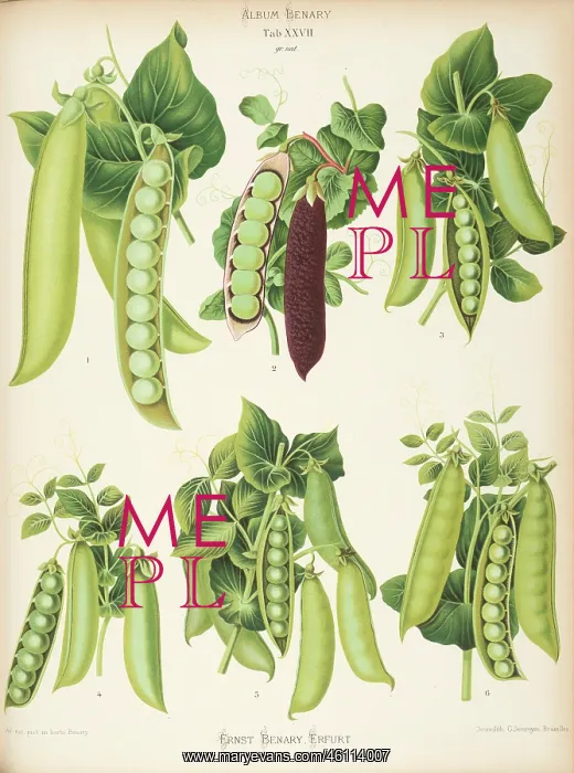 : Varieties of pea (Pisum sativum) - second : Varieties of pea (Pisum sativum) - second