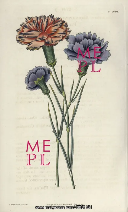 : Varieties of picotees or fringed carnations : Varieties of picotees or fringed carnations