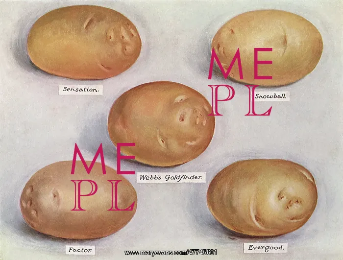  : Varieties of Potatoes