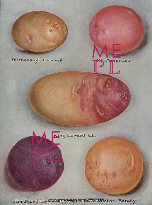  : Varieties of Potatoes