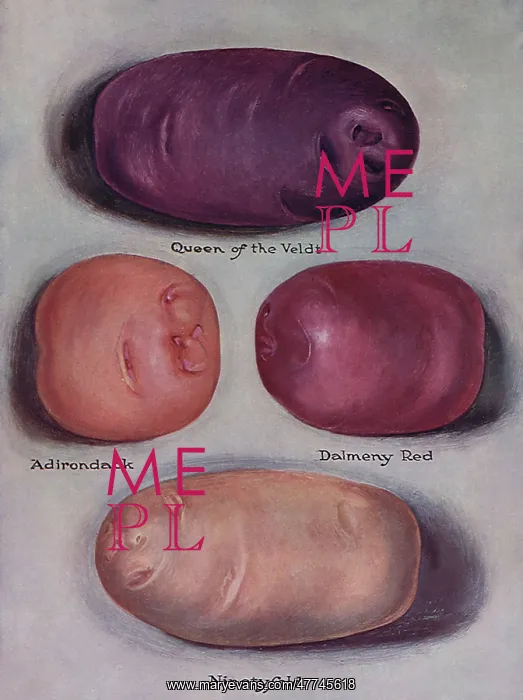  : Varieties of Potatoes