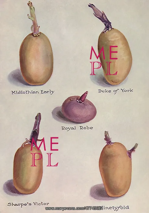  : Varieties of Potatoes