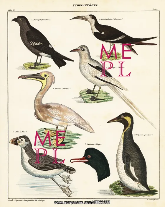 : Varieties of sea birds : Varieties of sea birds