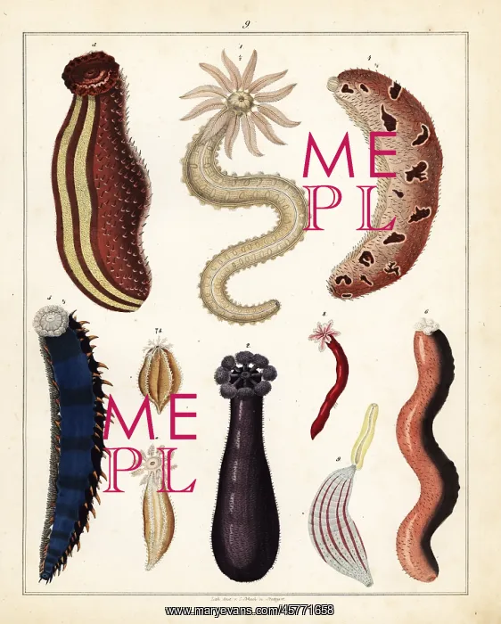 : Varieties of sea cucumber : Varieties of sea cucumber