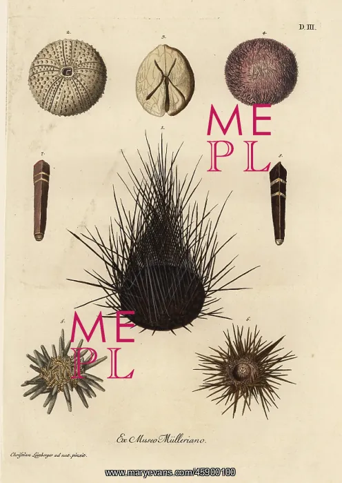 : Varieties of sea urchins : Varieties of sea urchins