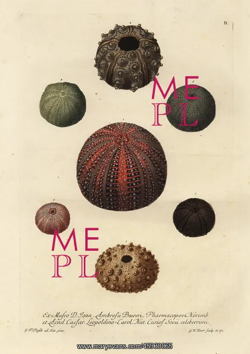 : Varieties of sea urchins : Varieties of sea urchins