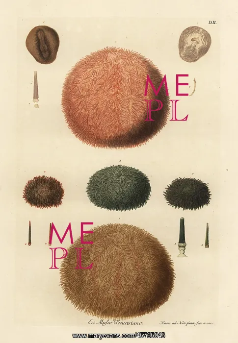 : Varieties of sea urchins and spines : Varieties of sea urchins and spines