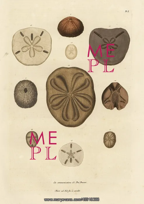 : Varieties of sea urchins and spines : Varieties of sea urchins and spines