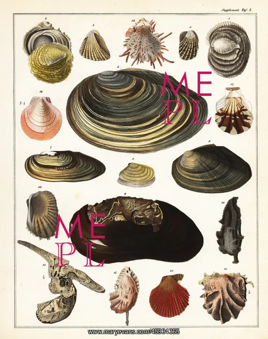 : Varieties of shells, molluscs : Varieties of shells, molluscs