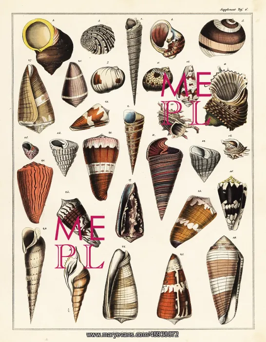 : Varieties of shells, molluscs : Varieties of shells, molluscs