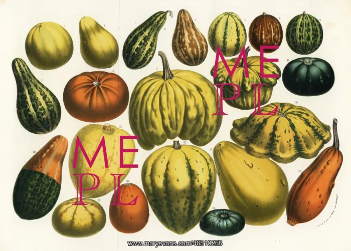 : Varieties of squash, pumpkin and gourd, Cucurbita pepo : Varieties of squash, pumpkin and gourd, Cucurbita pepo