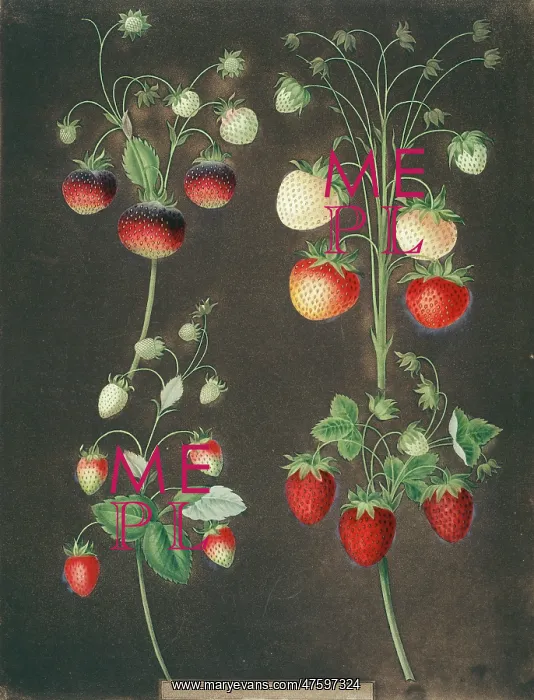 : Four varieties of strawberry : Four varieties of strawberry