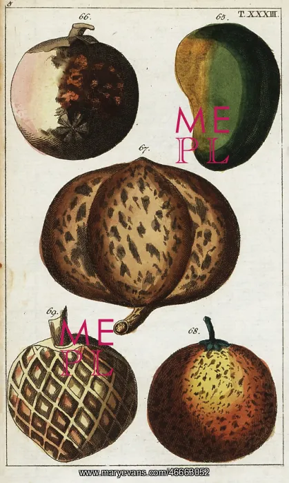 : Varieties of tropical fruits : Varieties of tropical fruits