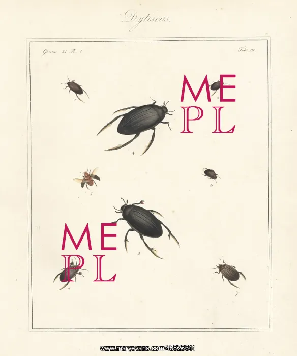 : Varieties of water beetles : Varieties of water beetles