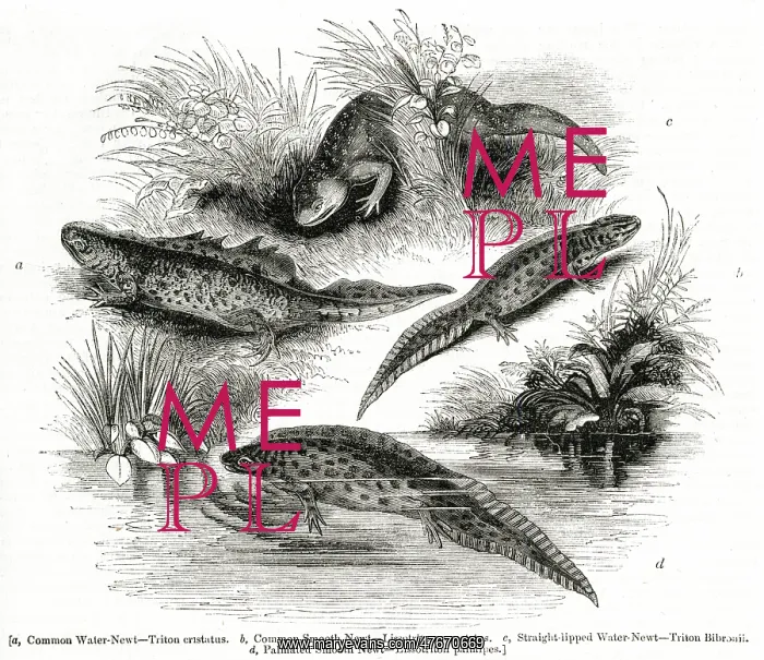 : Varieties of Water Newt or Eft : Varieties of Water Newt or Eft