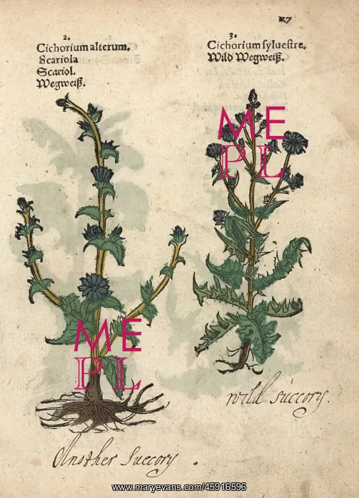 : Varieties of wild chicory, Cichorium intybus : Varieties of wild chicory, Cichorium intybus