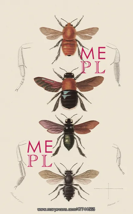 : A Variety of Bees : A Variety of Bees