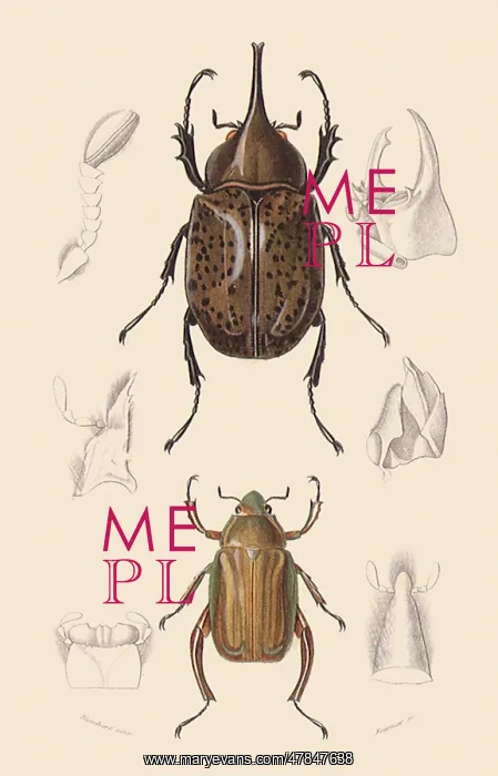 : A Variety of Beetles : A Variety of Beetles