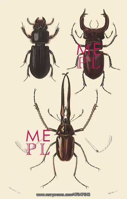  : A Variety of Beetles