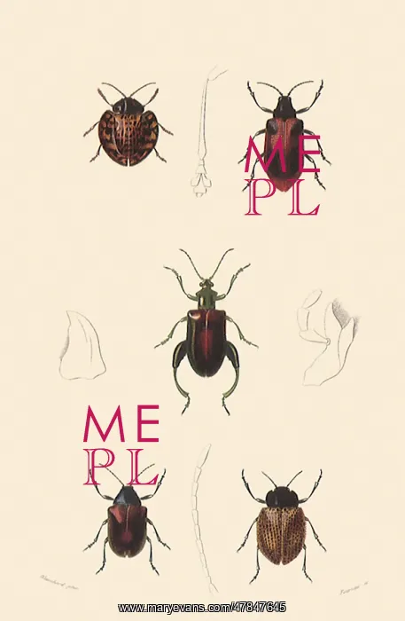 : A Variety of Beetles : A Variety of Beetles