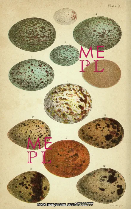 : Variety of birds eggs : Variety of birds eggs