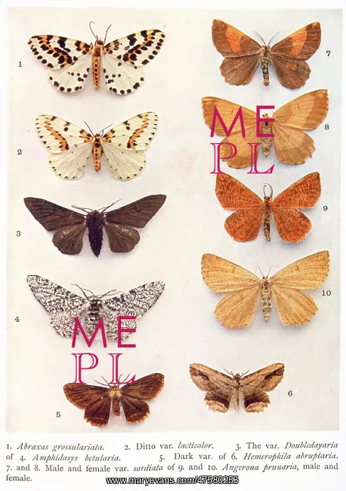 : Variety of eight butterflies